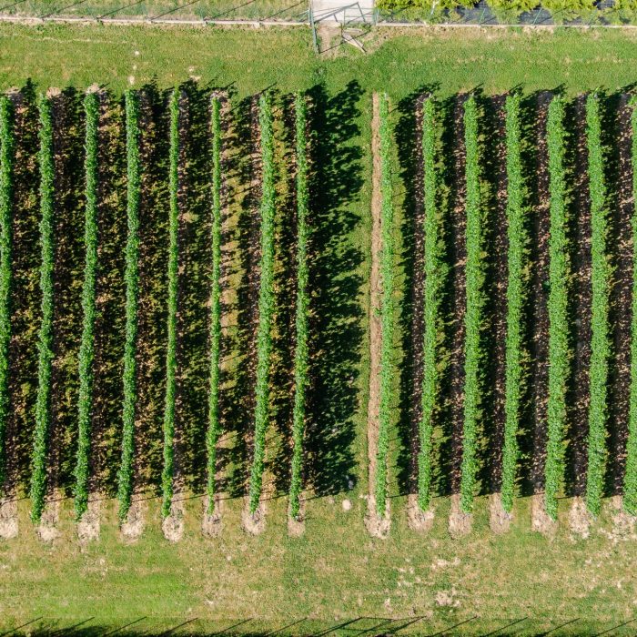 DJI_0742