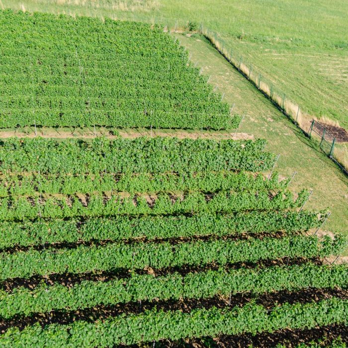 DJI_0747
